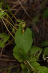 Climbing false buckwheat